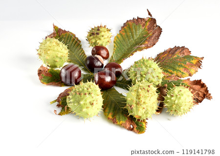 Dry chestnut leaf and seeds. 119141798