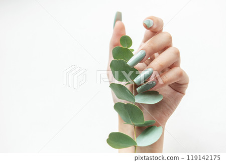 A hand with elegant green nails holding a delicate stem of eucalyptus on a bright white background 119142175