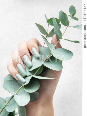 Elegant hands showcasing gray-green nails while holding fresh eucalyptus stems  119142177