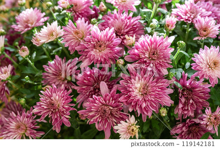 Vibrant purple and pink chrysanthemums blooming in a sunny garden during early autumn 119142181