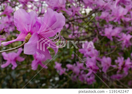 美麗的紅紫色花瓣的杜鵑花 美麗的紅紫色花瓣的杜鵑花 119142247
