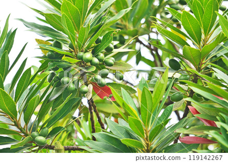 Green Holtonoki fruit (autumn, October) 119142267