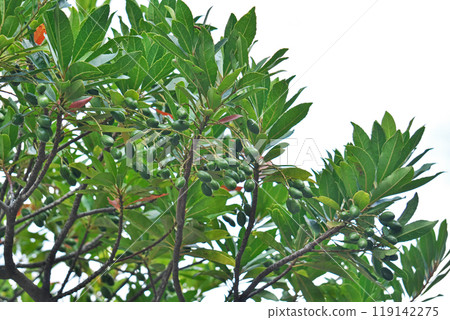 Green Holtonoki fruit (autumn, October) Green Holtonoki fruit (autumn, October) 119142275