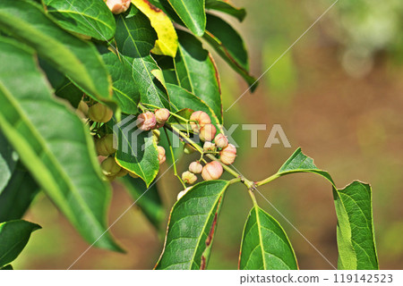 Pale pink Mayumi fruit (autumn, October) 119142523