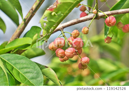 Pale pink Mayumi fruit (autumn, October) 119142526
