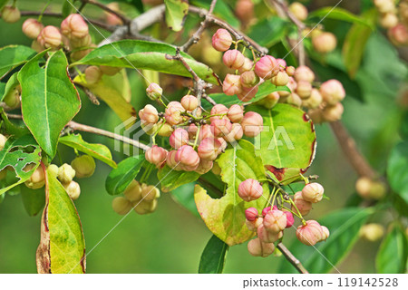 Pale pink Mayumi fruit (autumn, October) 119142528