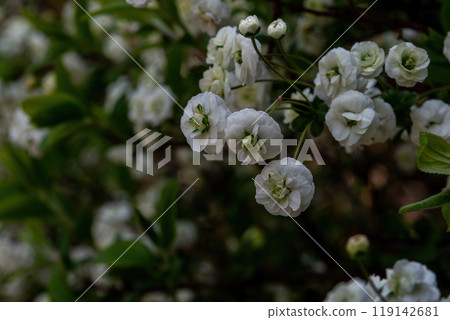 A lycaenid that blooms in abundance with small white flowers 119142681