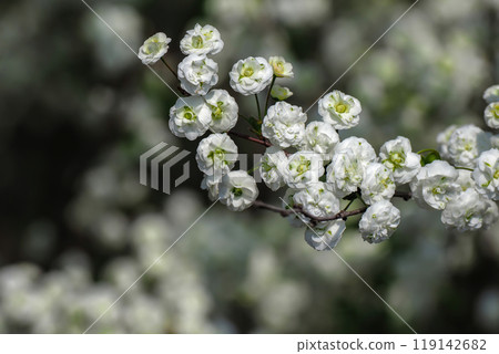 A lycaenid that blooms in abundance with small white flowers A lycaenid that blooms in abundance with small white flowers 119142682