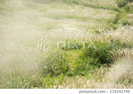 Autumn colors of the plateau: Oyama Masumi Plateau Autumn colors of the plateau: Oyama Masumi Plateau 119142740