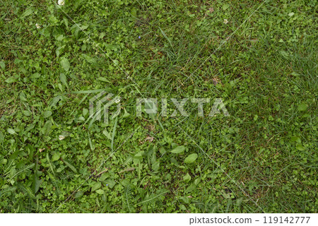 Top view of a lawn densely covered with green grass Top view of a lawn densely covered with green grass 119142777