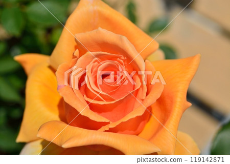 盛開的玫瑰花(品種Just Joy) 盛開的玫瑰花(品種Just Joy) 119142871