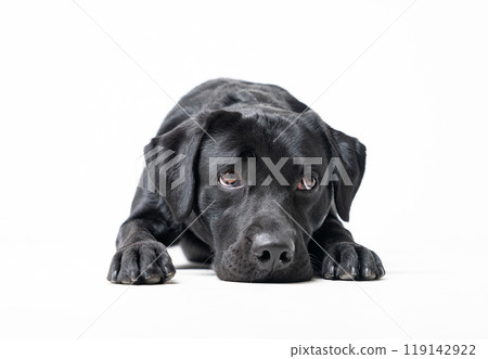Black Labrador Black Labrador 119142922