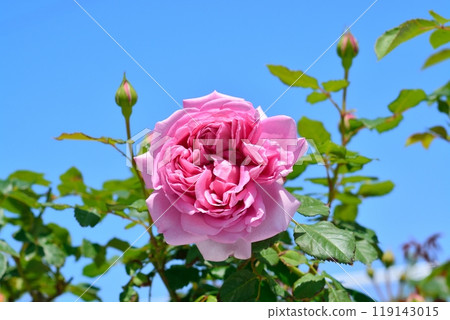 盛開的玫瑰花（品種：Rose Pompadour） 119143015