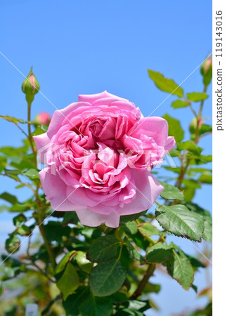 盛開的玫瑰花（品種：Rose Pompadour） 119143016