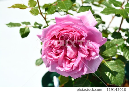 盛開的玫瑰花（品種：Rose Pompadour） 119143018