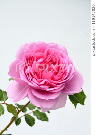 Rose flower in full bloom (variety Rose Pompadour) 119143020