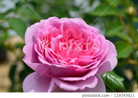 盛開的玫瑰花（品種：Rose Pompadour） 119143021