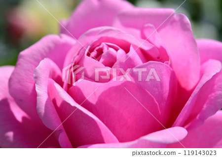 盛開的玫瑰花（品種：Rose Pompadour） 119143023