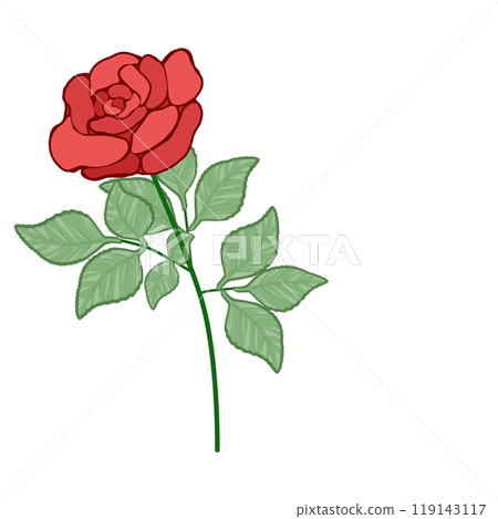 Red rose Red rose 119143117