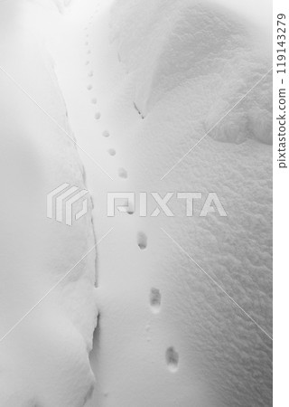 Cat tracks in the snow 119143279