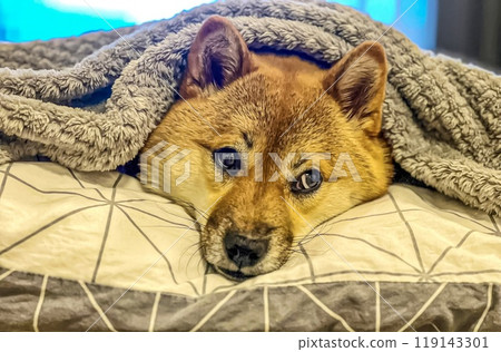 Cute red Shiba inu dog is sleeping on the bed in the bedroom Cute red Shiba inu dog is sleeping on the bed in the bedroom 119143301