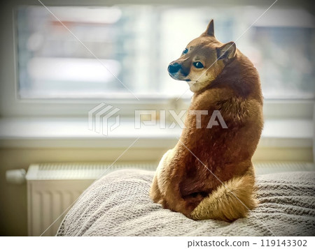 Cute red Shiba inu dog is sleeping on the bed in the bedroom Cute red Shiba inu dog is sleeping on the bed in the bedroom 119143302