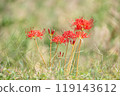 Cluster amaryllis 119143612