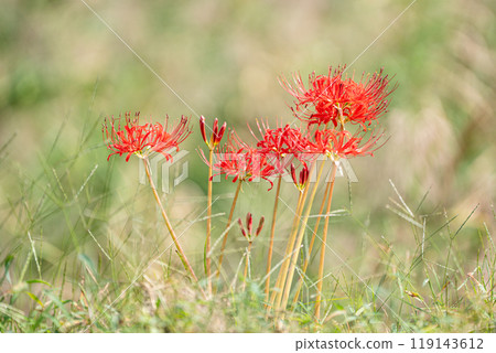 Cluster amaryllis Cluster amaryllis 119143612