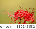 Cluster amaryllis 119143632