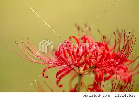 Cluster amaryllis 119143632