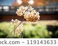 Withered hydrangea 119143633