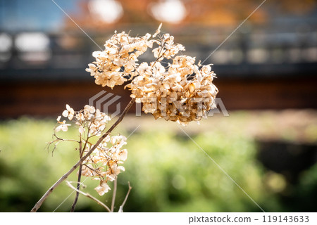 Withered hydrangea 119143633