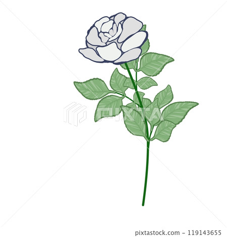 白玫瑰 白玫瑰 119143655