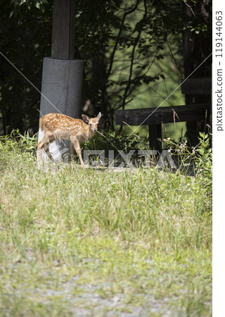 Wild deer in summer 119144063