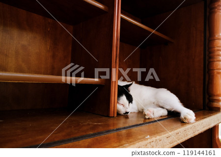 宮城縣田代島，一隻斑點貓在架上打盹 119144161