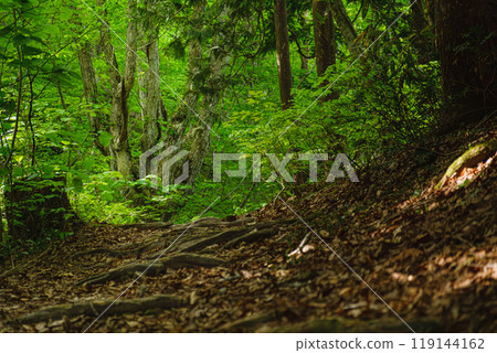 秋田縣中島台獅子鼻濕地的步道上,一棵畸形的山毛櫸樹等待著 秋田縣中島台獅子鼻濕地的步道上,一棵畸形的山毛櫸樹等待著 119144162