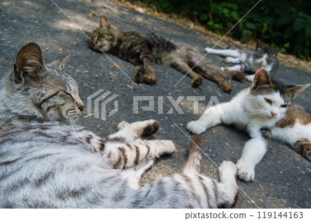 Four cats taking a nap on the road in Tashirojima, Miyagi Prefecture 119144163