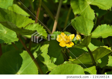 驢蹄草 驢蹄草 119144514