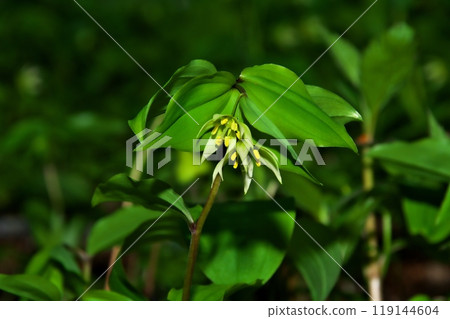 志高莉莉 119144604