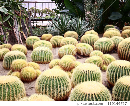 仙人掌花園 仙人掌花園 119144737