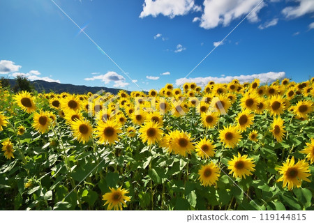 Sunflowers Sunflower field 119144815