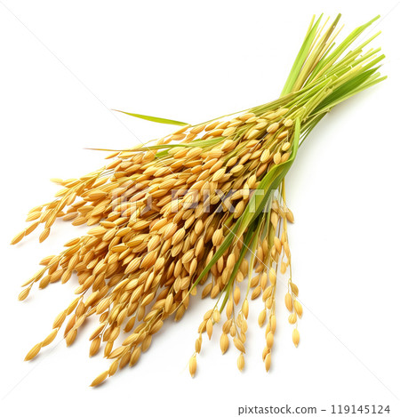A bundle of rice stalks with green leaves and golden grains isolated on white background. 119145124