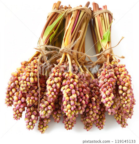 Closeup of bundle of dried sorghum with red grains, isolated on a white background. Concept of agriculture and farming Closeup of bundle of dried sorghum with red grains, isolated on a white background. Concept of agriculture and farming 119145133