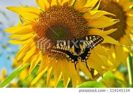Swallowtail butterfly and sunflower Swallowtail butterfly and sunflower 119145134