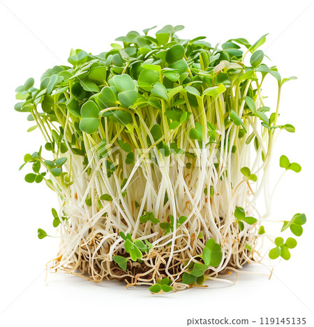 Cluster of freshly grown green Alfalfa sprouts isolated on a white background 119145135