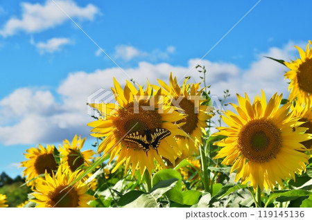 Swallowtail butterfly and sunflower Swallowtail butterfly and sunflower 119145136