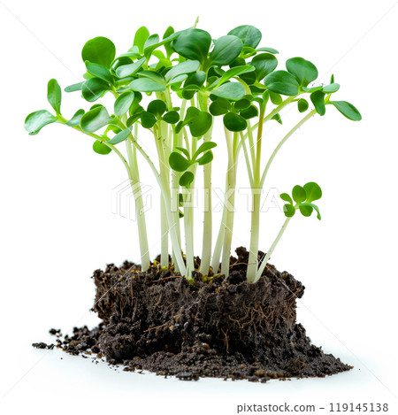 Cluster of freshly grown green broccoli sprouts isolated on a white background 119145138