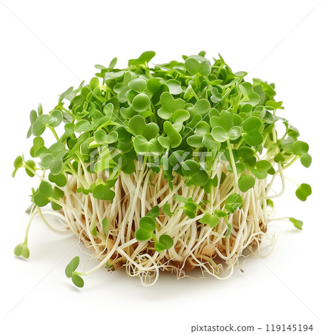 Cluster of freshly grown green Alfalfa sprouts isolated on a white background 119145194