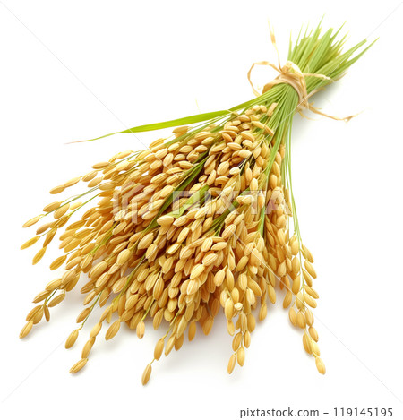 A bundle of rice stalks with green leaves and golden grains isolated on white background. 119145195