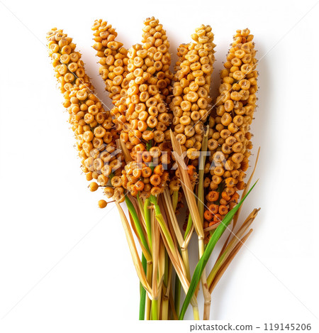 Closeup of bundle of dried durra sorghum with red grains, isolated on a white background. Concept of agriculture and farming Closeup of bundle of dried durra sorghum with red grains, isolated on a white background. Concept of agriculture and farming 119145206